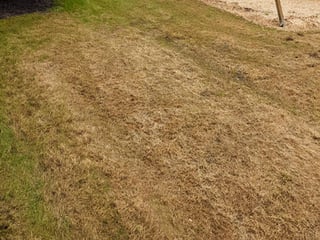 ewing-irrigation-plant-stressors-drought-stress-2-fall-armyworm-damage