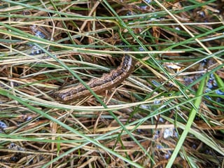 ewing-irrigation-plant-stressors-drought-stress-3-fall-armyworms