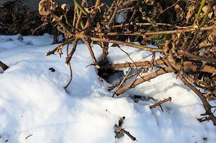 ewing-irrigation-severed-twigs-rabbit-feeding-knockout-rose-turf-care