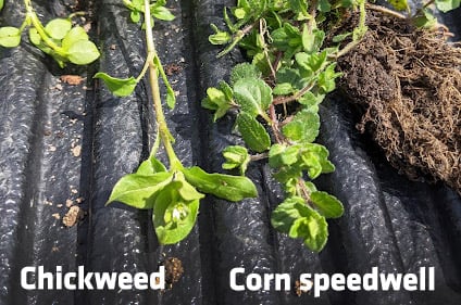 ewing-irrigation-weed-identification-corn-speedwell-chickweed