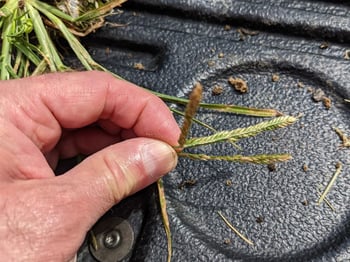 ewing-irrigation-weed-identification-goosegrass-closeup
