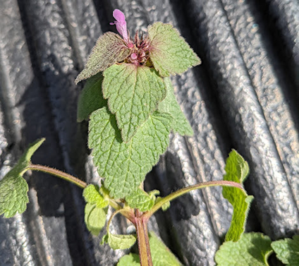 ewing-irrigation-weed-identification-purple-deadnettle-close-up