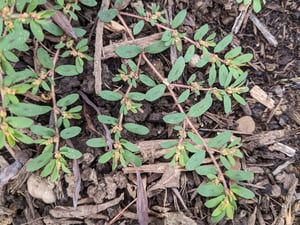 ewing-irrigation-weed-identification-spotted-spurge-2