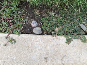 ewing-irrigation-weed-identification-spotted-spurge-3