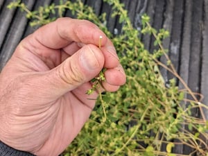 ewing-irrigation-weed-identification-spotted-spurge-4