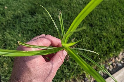 ewing-irrigation-weed-identification-yellow-nutsedge-three-leaf-pattern
