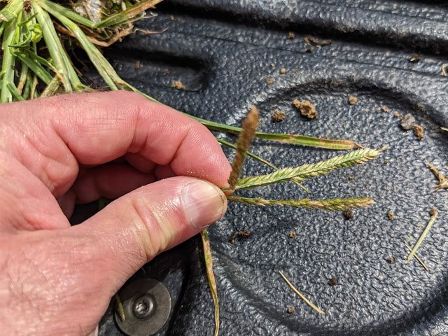 Goosegrass Control Methods ewing-irrigation-weed-identification-goosegrass-closeup